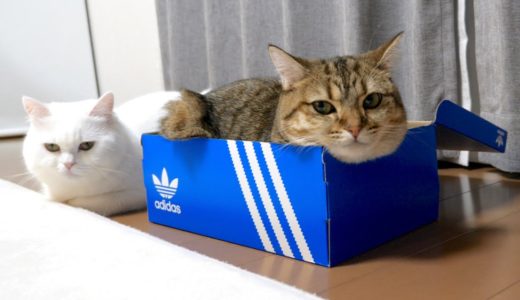 空箱が好きなむちむち猫と興味がないもふもふ猫！