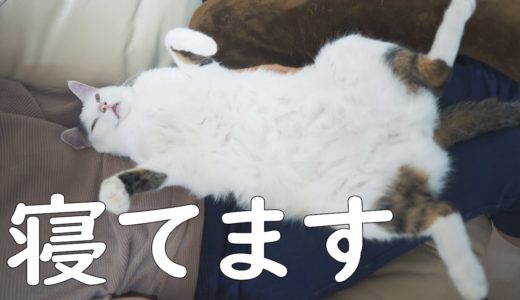 おしゃべり猫チロちゃんがママの上で甘えて爆睡中【にゃんこ先生風】