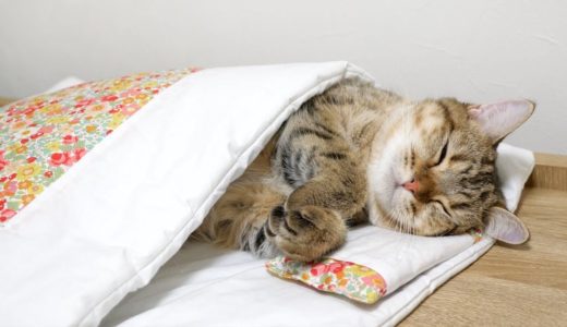 人間みたいにお布団でぐっすり眠る猫！
