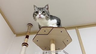 ようやくタワーのテッペンに登れたビビりな猫をお祝いします！