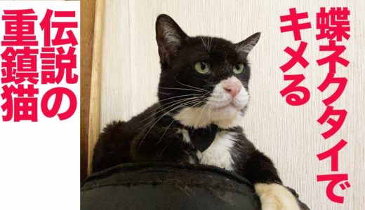 伝説の重鎮猫、住宅街の猫社会を牛耳る  The legendary boss cat ‘Yongo/Kuro’ Ep.14