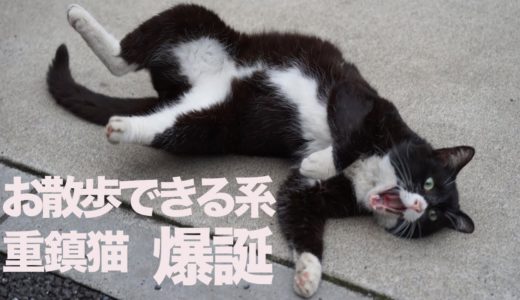 伝説の重鎮猫、お散歩できる系ボス猫となる The legendary boss cat 'Yongo/Kuro' Ep.11