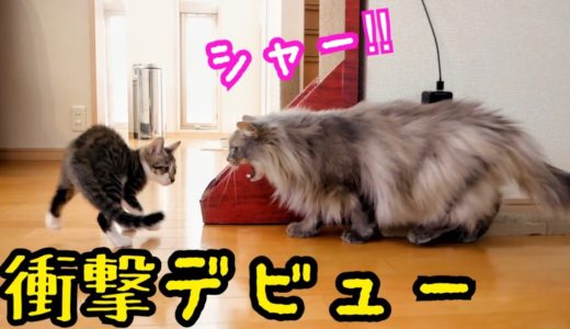 衝撃の1階デビュー！子猫が先住猫と遭遇した末路…【保護猫】