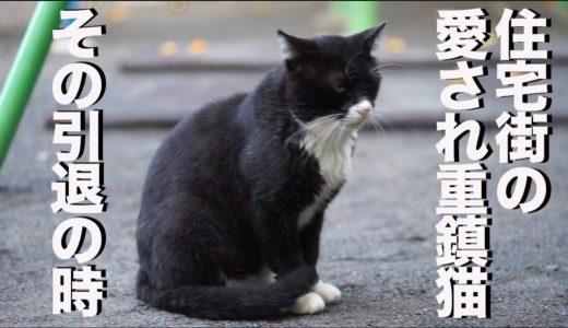 街の重鎮猫、生命の危機から保護される the fateful boss cat 'Yongo/Kuro' story