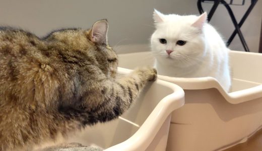 まだ猫砂を入れきってないのにトイレを使い始める猫！