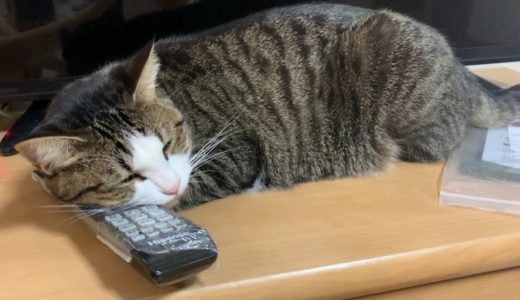 テレビの前で何でも枕にする猫