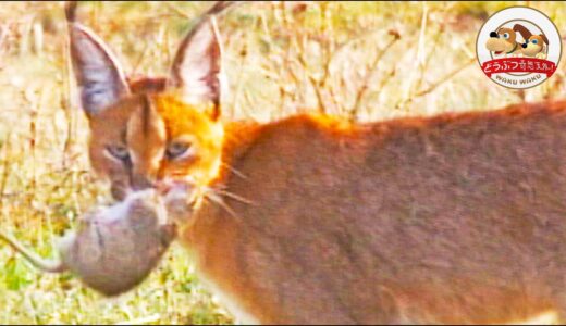 【超貴重映像】幻の野生ネコ『カラカル』の芸術的な狩りを撮った！【どうぶつ奇想天外／WAKUWAKU】