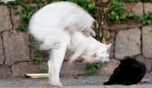 猫同士の喧嘩を見ていたボス猫がとった驚くべき行動とは？ 野良猫 感動猫動画 EOSR5