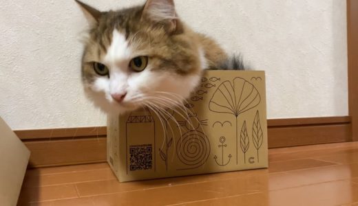 小さい箱に無理やり入る猫