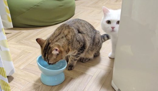 ごはんを食べたのにまだ食べてないと目で訴えてくる猫！