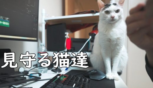 仕事道具のキーボードを掃除するパパを見守る猫達