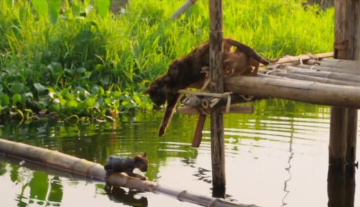 湖に落ちた子ネコを母ネコが懸命に救助を試みる　『劇場版　岩合光昭の世界ネコ歩き　あるがままに、水と大地のネコ家族』本編映像