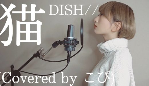 猫 / DISH// (Covered by こぴ)