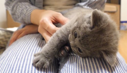 猫使いに捕獲された子猫がかわいい！スコティッシュフォールドつむの子猫の成長記録…kitten and god hand