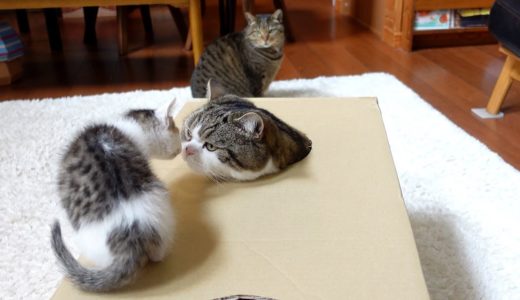 穴の開いた箱で遊ぶねこ。-Cats playing with the box with holes.-