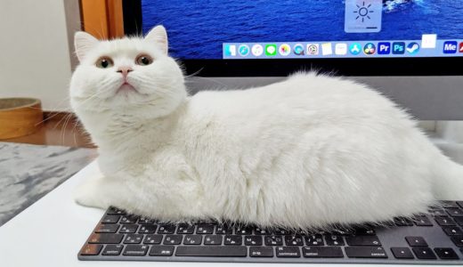 うちの猫はキーボードを破壊する遊びを覚えたようです。