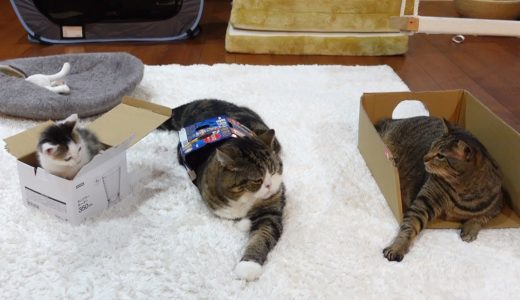 それぞれお気に入りの箱で過ごすねこ。-Cats spending time in their favorite boxes.-