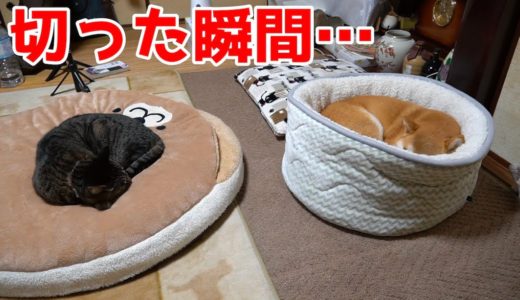 柴犬と猫が熟睡の時、ストーブを切ったらめちゃ文句言ってきた shiba inu