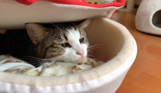 カップ麺ベッドでくつろぐ猫