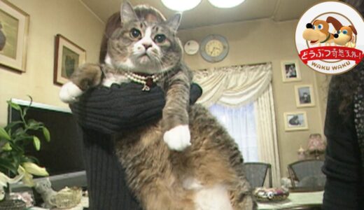 【伝説のネコ】体重11.7kgの巨体ネコ  ぴやくん  は超健康！身体能力チェックしてみたら…【どうぶつ奇想天外／WAKUWAKU】