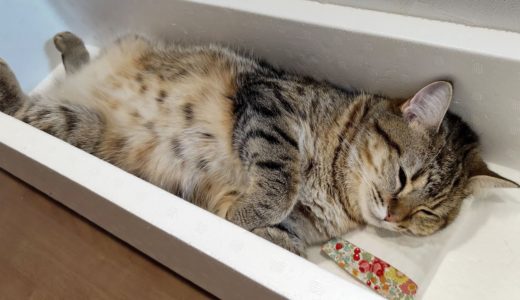 猫に小さい枕をあげるとこうなります！