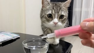 猫が水をがぶ飲みしちゃう秘密の方法がこちらです…