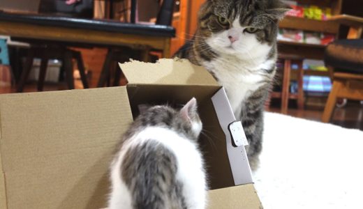 子ねこの箱が羨ましい大きなねこ。-Maru envies the kitten's box.-