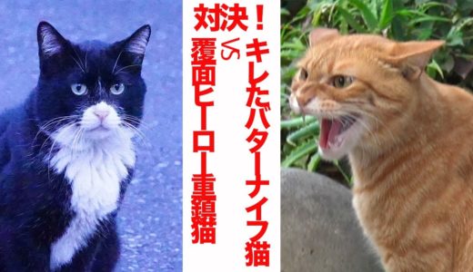 激突！キレたバターナイフ猫vs覆面ヒーローの重鎮猫 The legendary boss cat 'Yongo/Kuro' Ep.29(and #3 tabby)