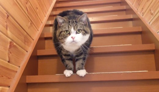 階段を上り下りするねこ。-Cats going up and down the stairs.-