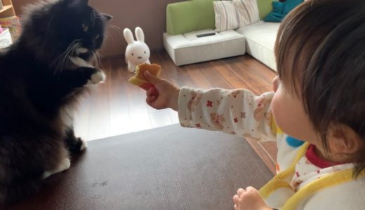 娘からの好意のパンケーキを拒否する猫　ラガマフィン　A cat that refuses the pancakes given by her daughter