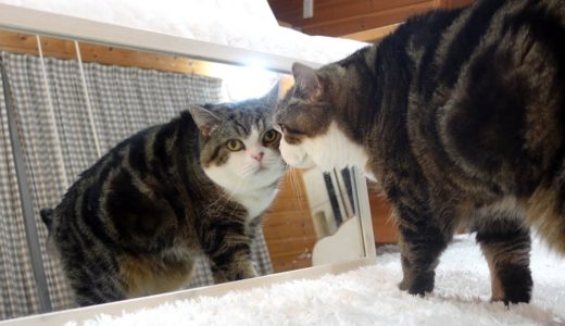 鏡とねこ。-Mirror and cats.-