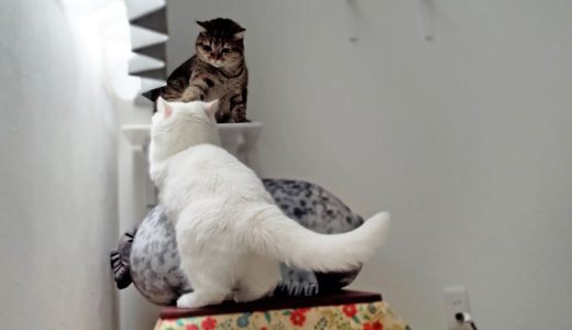 妹猫に邪魔されて窓に登れず、落ち込んじゃう姉猫！