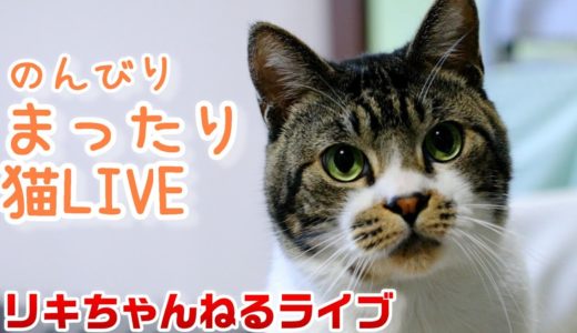 【猫ライブ】土曜日のリキちゃん　cat video  LIVE 2021　☆キジ白猫のいる暮らしを覗いてみよう☆猫動画☆リキちゃんねる