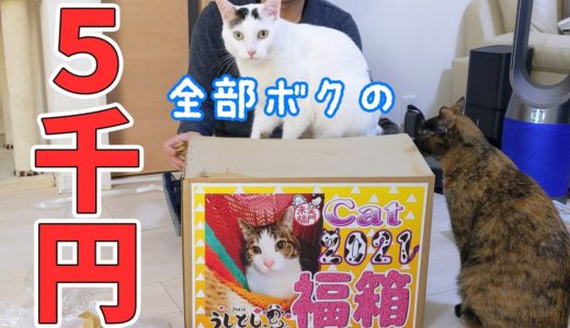 【2021】5000円の猫用福箱を開封します！