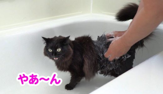 【しゃべる猫】しおちゃんをお風呂に入れたらライオンの姿になって可愛すぎた！【しおちゃん】