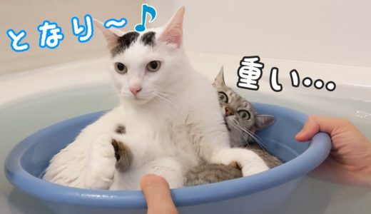 潰されても一緒にお風呂に入りたい猫たち