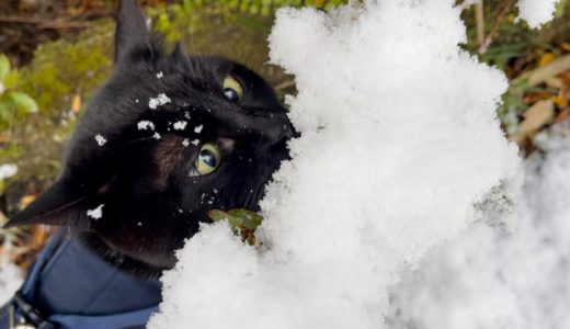 雪にリベンジする猫　Patrol in the snow