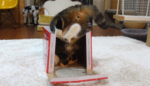 鏡餅箱とねこ３。-Kagami mochi box and cats 3.-