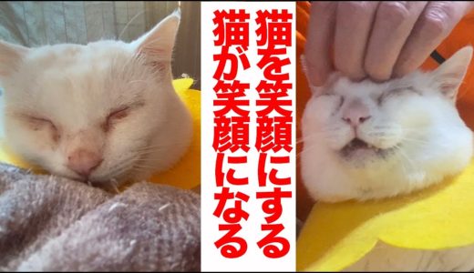 猫を笑顔にするお仕事 The rescued odd-eye cat’s smile