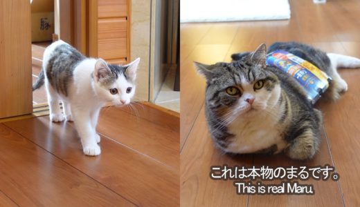 リアルなまるのぬいぐるみとねこ。-Realistic stuffed Maru and cats.-
