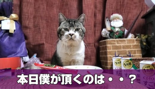 すごい乳酸菌をすごい可愛いポーズで食べる猫リキちゃん☆プレゼントありがとう【リキちゃんねる・猫動画】Cat video　キジ白猫のいる暮らし