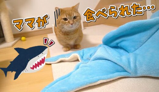 【検証】飼い主がサメに食べられたら愛猫は助けてくれるの？