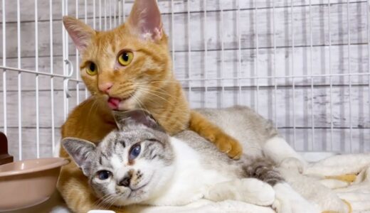 兄ネコと姉ネコの愛情表現の違いに戸惑う末っ子猫♡
