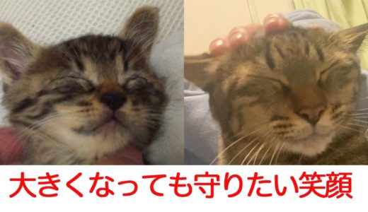 控えめ次男坊猫、守りたいこの笑顔  My second cat 'Tokiji' smiling