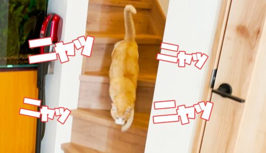 飼い主に呼ばれて全速力で階段を降りてくる猫
