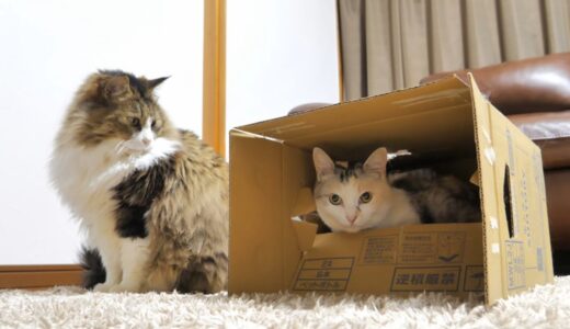 にゃんだこの箱！…と思ったら、中にネコ吉がいる事に気がついた巨猫のボス吉