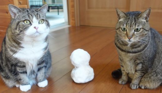 雪だるまとねこ。-Snowman and Cats.-