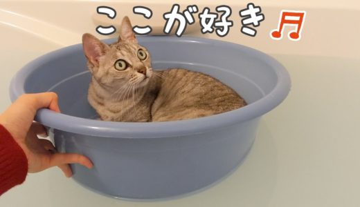 お風呂が好きすぎて動かない猫