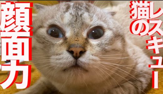 プチ多頭崩壊レスキュー猫、圧倒的顔面力を見せつける The rescued cat's powerful face