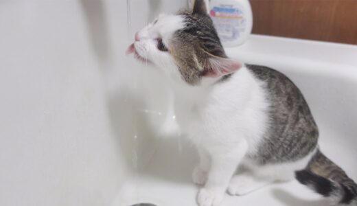 洗面所で水を飲みたい子ねこ。-The kitten wants to drink water of the sink.-